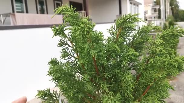 Metraje Del Árbol Verde Juniperus Chinensis — Vídeos de Stock