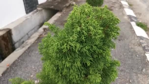 Πλάνα Από Πράσινο Δέντρο Juniperus Chinensis — Αρχείο Βίντεο