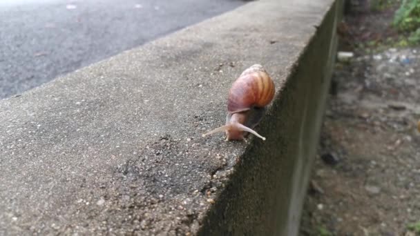 Materiał Filmowy Ślimakiem Achatina Fulica Czołgającym Się Wzdłuż Betonowych Okrążeń — Wideo stockowe