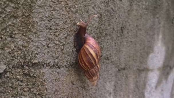 Imágenes Del Caracol Achatina Fulica Arrastrándose Largo Falda Hormigón — Vídeos de Stock