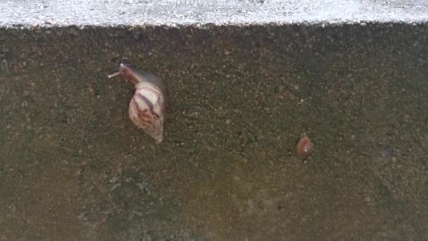 Beelden Van Achatina Fulica Ronde Slakken Die Betonnen Muur Beklimmen — Stockvideo