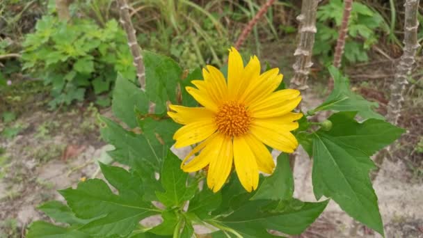 Materiał Filmowy Żółtym Kwiatem Tithonia Diversifolia — Wideo stockowe