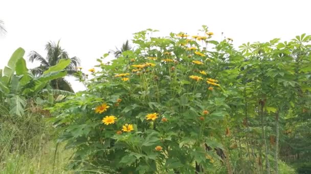 Footage Yellow Tithonia Diversifolia Flower — Stock Video