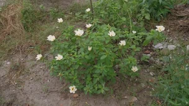 白い黄色のトルネラスブラータの花の映像 — ストック動画