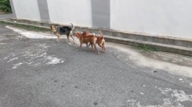 Sokakta oynayan sokak köpeklerinin.