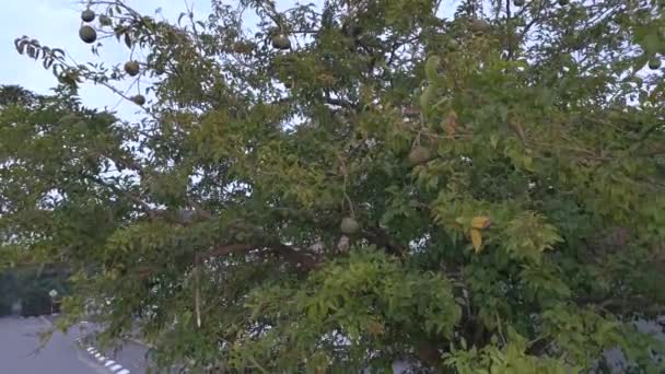 在白天的天空中 挂在树上的黑瓜果 — 图库视频影像