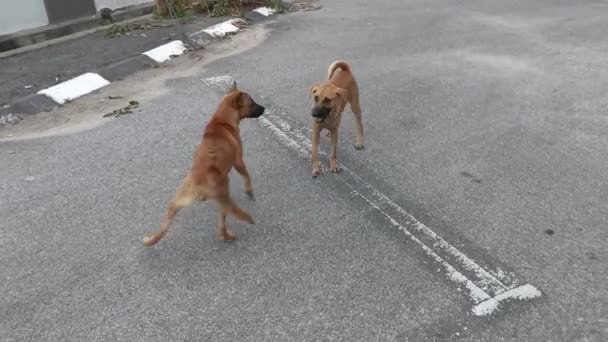 流浪狗在街上玩耍的情景 — 图库视频影像