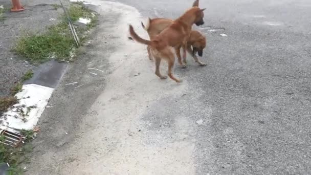 Των Αδέσποτων Σκύλων Που Παίζουν Στο Δρόμο — Αρχείο Βίντεο