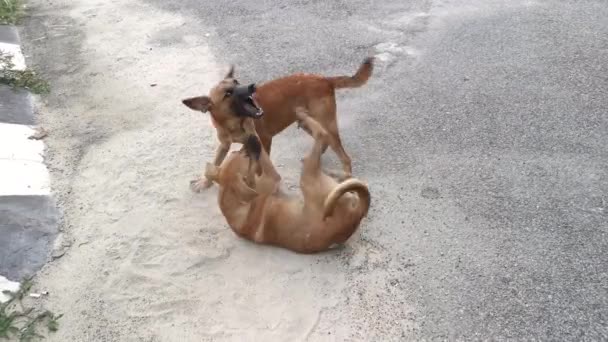 野良犬が通りで遊んでいて — ストック動画