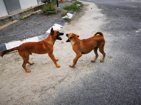 Herrelösa Hundar Slåss Vid Gatan — Stockfoto