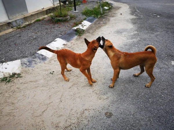 Бродячі Собаки Ються Вулиці — стокове фото
