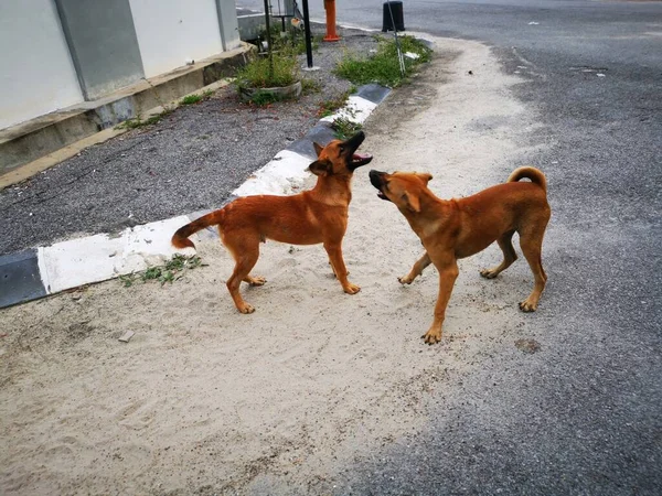 the stray dogs fighting by the street.