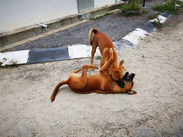 the stray dogs fighting by the street.