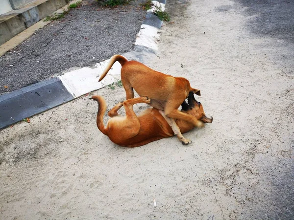 Los Perros Callejeros Peleando Por Calle — Foto de Stock