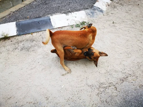 Los Perros Callejeros Peleando Por Calle — Foto de Stock