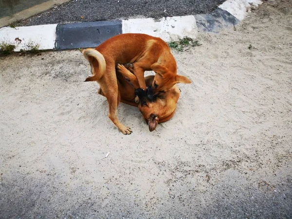 Herrelösa Hundar Slåss Vid Gatan — Stockfoto