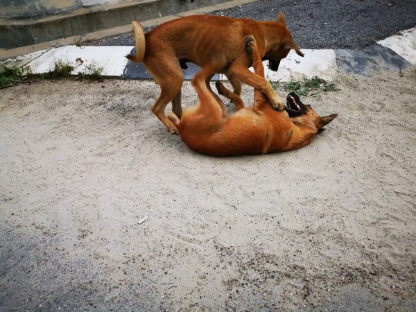 Los Perros Callejeros Peleando Por Calle — Foto de Stock