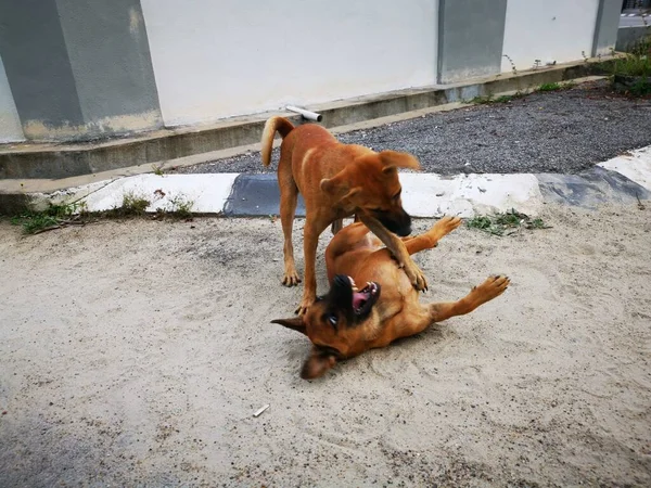 Cães Vadios Lutando Pela Rua — Fotografia de Stock