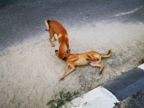 Die Streunenden Hunde Die Der Straße Kämpfen — Stockfoto