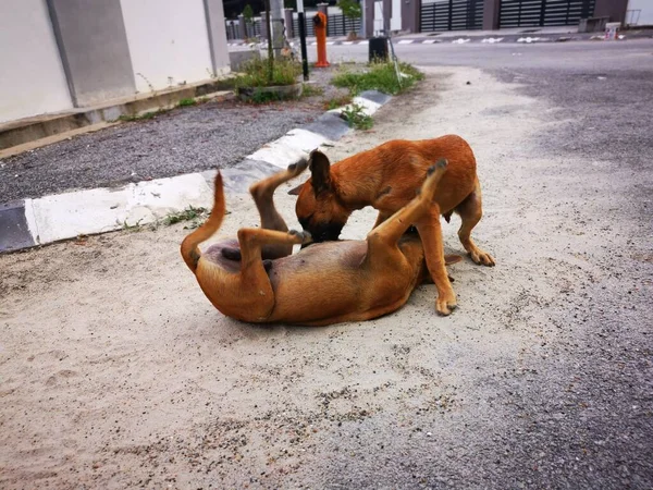 Les Chiens Errants Battant Dans Rue — Photo