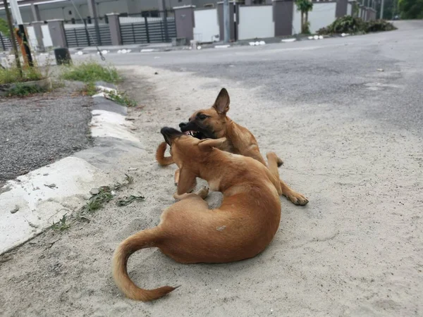 the stray dogs fighting by the street.