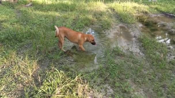 Perro Marrón Extraviado Bebe Agua Charco — Vídeos de Stock