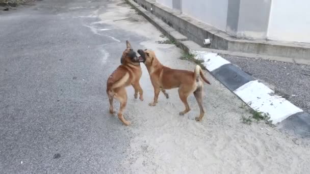 流浪狗在街上玩耍的情景 — 图库视频影像