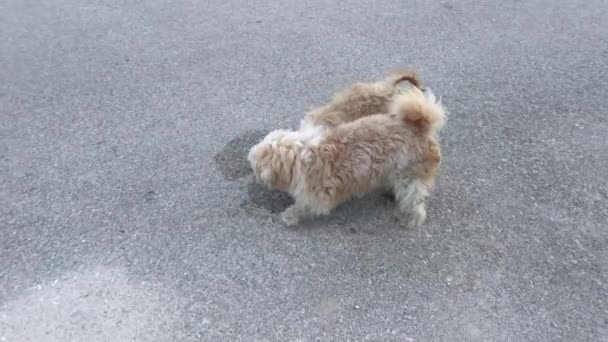 Verdwaalde Pekingese Honden Straat — Stockvideo