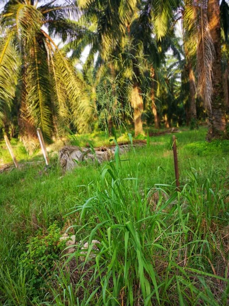 Hoog Onkruid Bunchgrass Groeit Wild Langs Landelijke Weg — Stockfoto