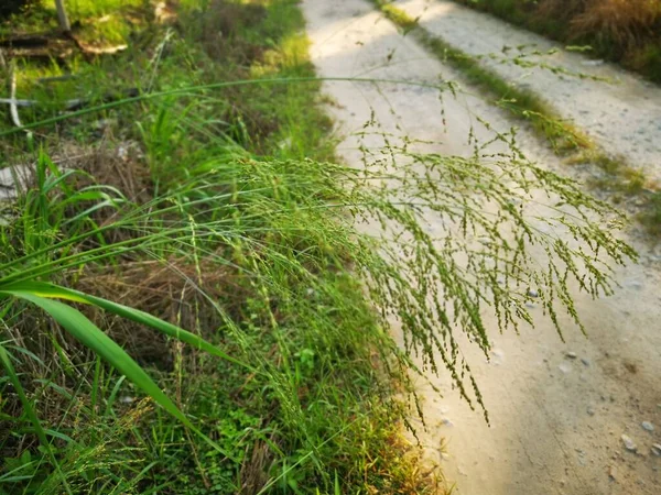 田舎道に広がる背の高い雑草のバンチ草は — ストック写真