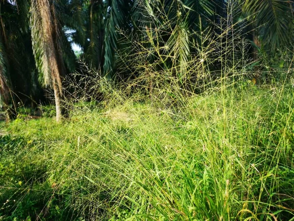 田舎道に広がる背の高い雑草のバンチ草は — ストック写真