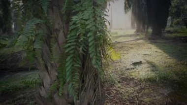 Palmiye yağı kırsalında sabah güneş ışınları manzarası