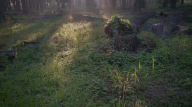 Palmiye yağı kırsalında sabah güneş ışınları manzarası