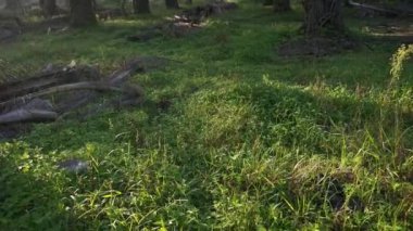 Palmiye yağı kırsalında sabah güneş ışınları manzarası