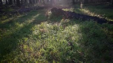 Palmiye yağı kırsalında sabah güneş ışınları manzarası