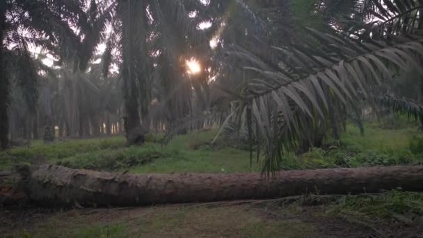 Scen Morgonsolen Strålar Palmolja Landsbygden — Stockvideo