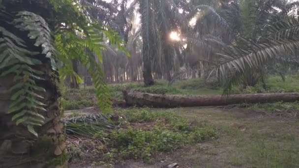 Scena Porannych Promieni Słonecznych Wsi Oleju Palmowego — Wideo stockowe
