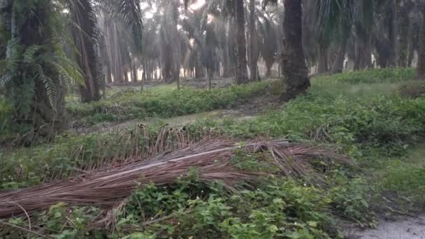 Cena Manhã Raios Sol Campo Óleo Palma — Vídeo de Stock