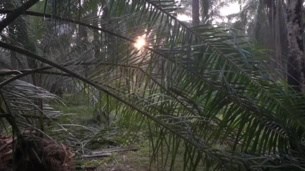 Сцена Утреннего Солнечного Дождя Пальмовом Масле — стоковое видео