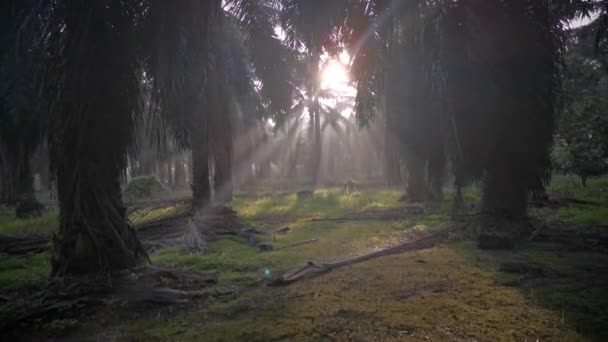 Сцена Ранкових Сонячних Променів Сільській Місцевості Нафти — стокове відео