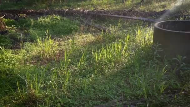 Scène Van Ochtend Zon Stralen Het Palmolie Platteland — Stockvideo