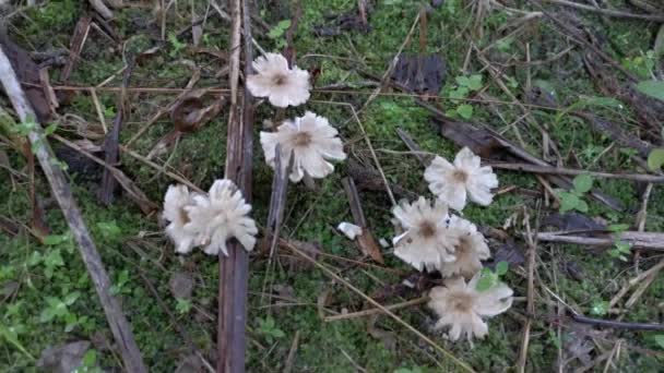 Die Wilden Weißen Holzpilze Oder Pilze — Stockvideo