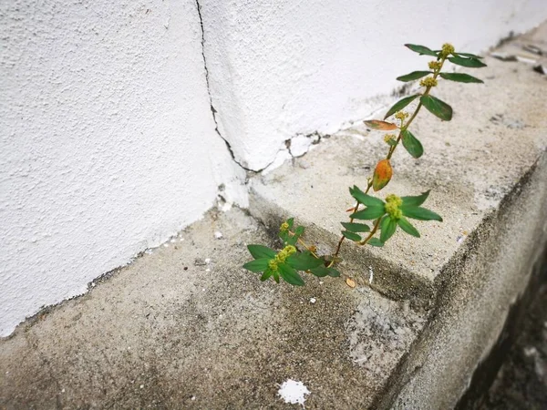 Plante Sauvage Poussant Hors Mur Béton — Photo