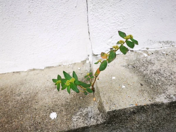 Plante Sauvage Poussant Hors Mur Béton — Photo