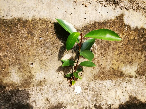 Planta Selvagem Brotando Fora Parede Concreto — Fotografia de Stock