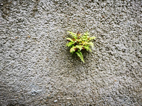 Planta Selvagem Brotando Fora Parede Concreto — Fotografia de Stock