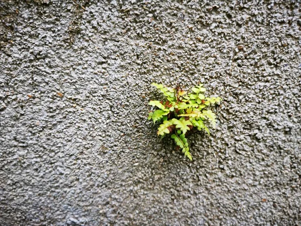 Planta Selvagem Brotando Fora Parede Concreto — Fotografia de Stock