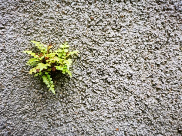 Plante Sauvage Poussant Hors Mur Béton — Photo