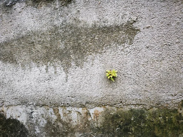 Дика Рослина Проростає Бетонної Стіни — стокове фото
