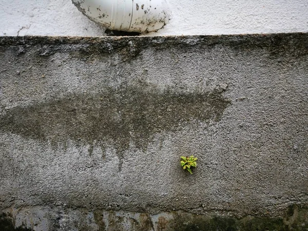 Άγρια Φυτά Που Φυτρώνουν Από Τσιμεντένιο Τοίχο — Φωτογραφία Αρχείου